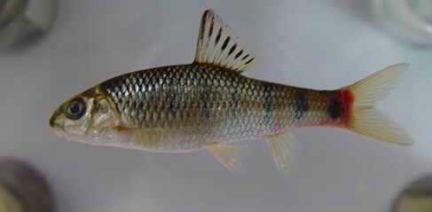 侧条厚唇鱼 (动物)