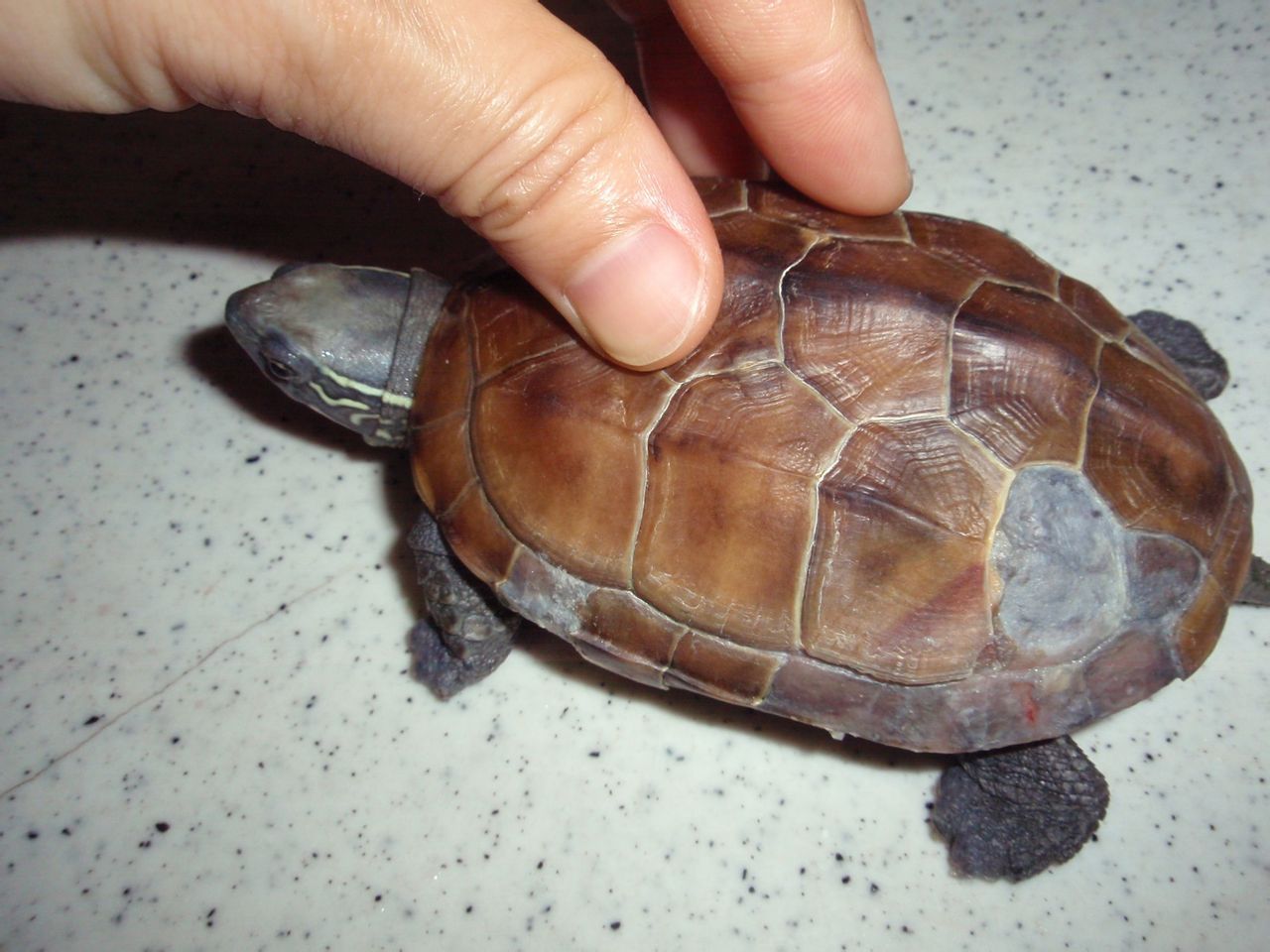 巴西彩龟脱壳图片