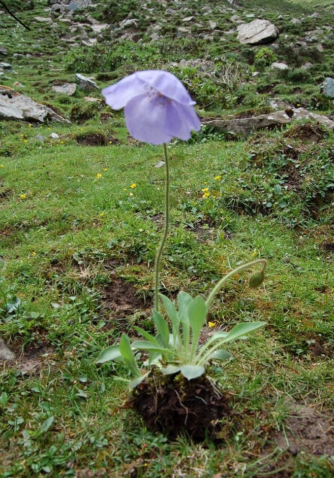 光果五脉绿绒蒿植物