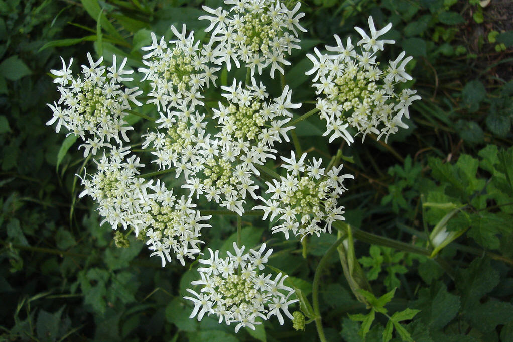 (植物)七白,由七味名称中带"白"字的中草药配伍而成,分别为白芷,白蔹