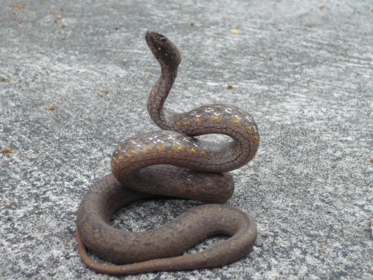 茶斑蛇(动物)