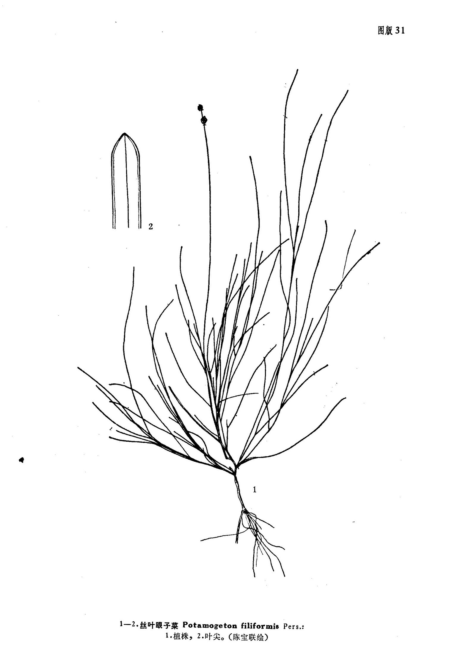 丝叶眼子菜 (植物)