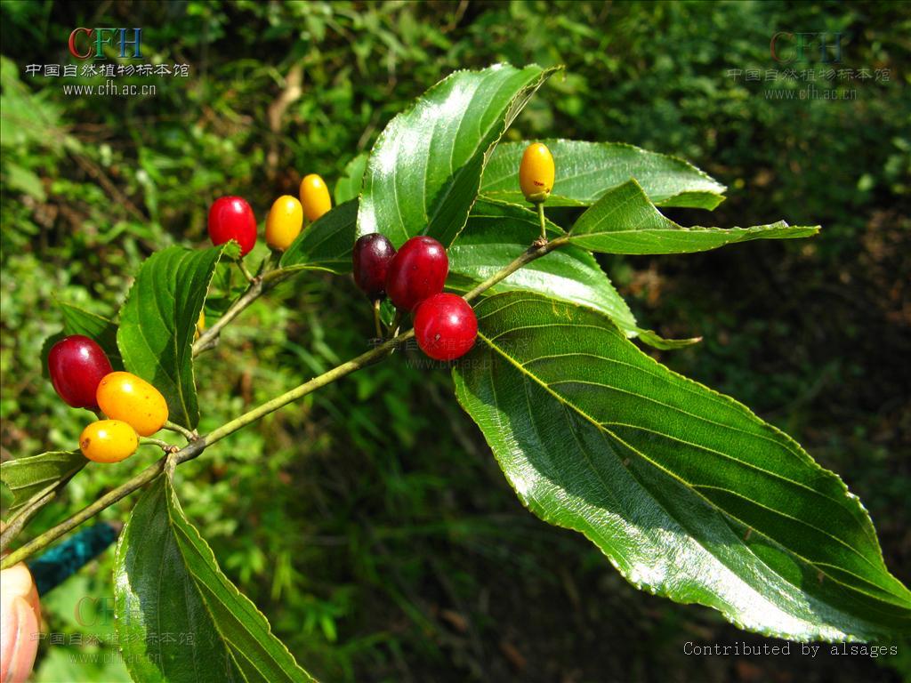 名:rhamnellafranguloides(maxim)weberb,鼠李科猫乳属植物生长于山坡