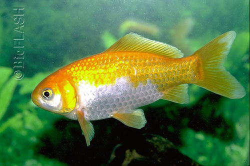 金鲫(动物)金鲫,是最原始的金鱼品种,形状与普通鲫鱼相似.