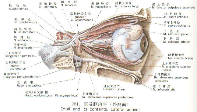 眶尖结构图片