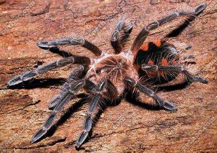 巴西粉红食鸟蛛(动物)_技点百科