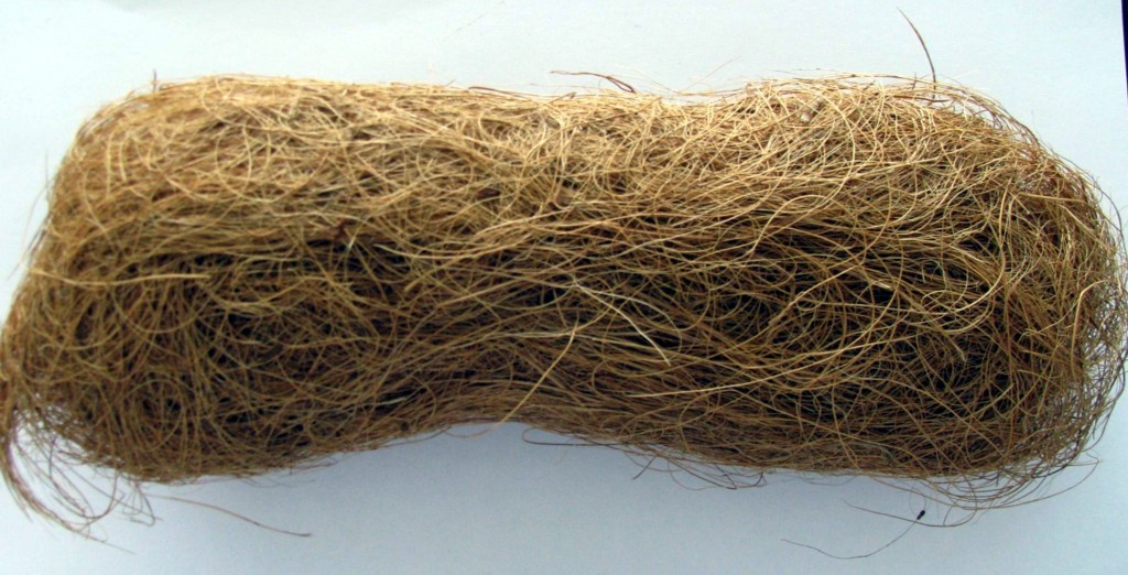 棕丝单囊壳其他生物相关