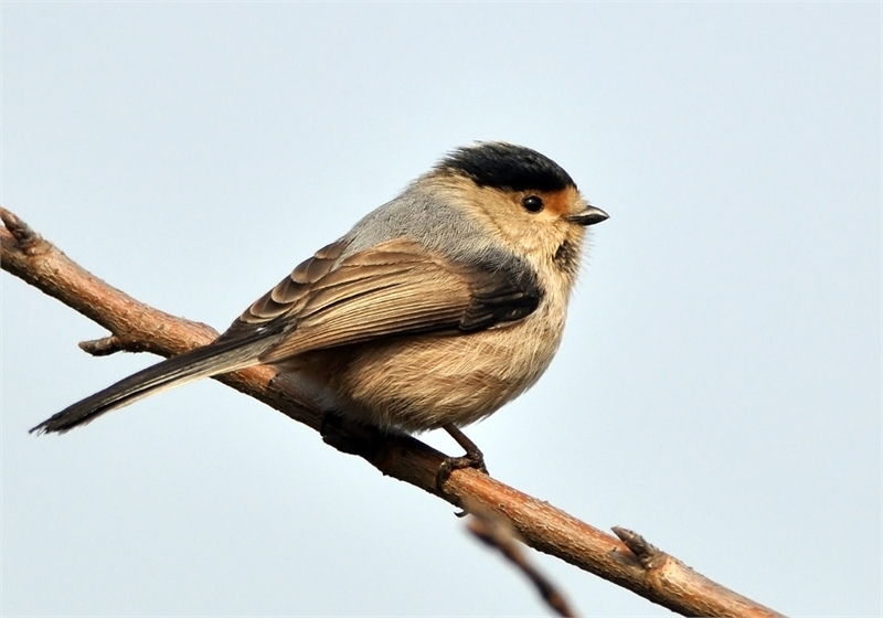 aegithaloscaudatus)是雀形目山雀科的鳥類