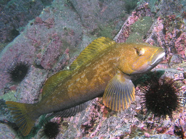 六线鱼(动物)鲉形目(scorpaeniformes)六线鱼科(hexagrammidae)一些海