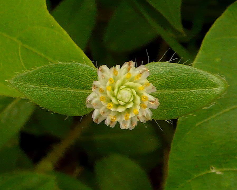 银花苋 (其他生物相关)