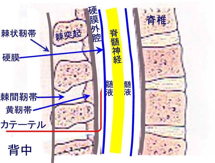 硬膜外隙360百科 