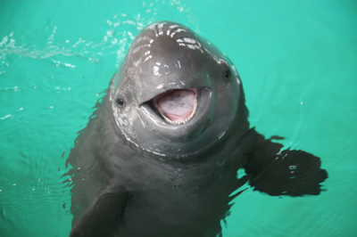 窄脊江豚(动物)窄脊江豚 narrow-ridged finless porpoise(学名