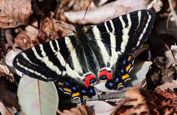 日本虎凤蝶动物