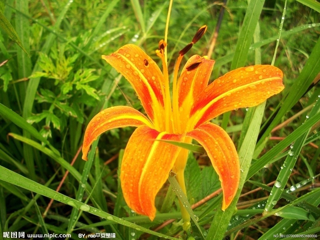 萱花(植物)_技点百科_技点网(植物)