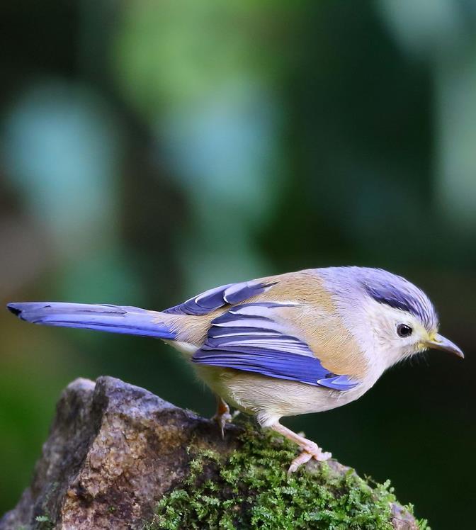 藍翅希鶥 (動物)