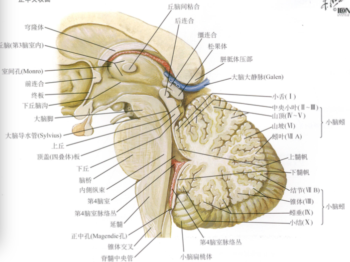 四疊體(其他生物相關)_技點百科