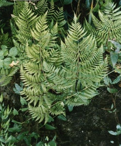 錫金假鱗毛蕨 (植物)