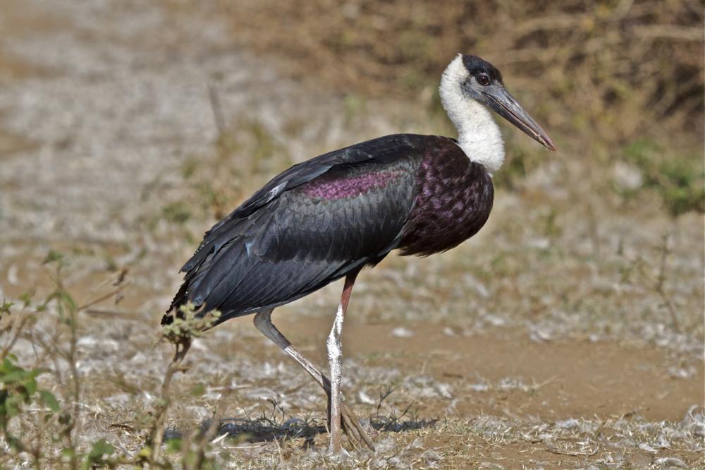 名:ciconia episcopus,英文名:woolly-necked stork)屬鸛形目鸛科鸛屬