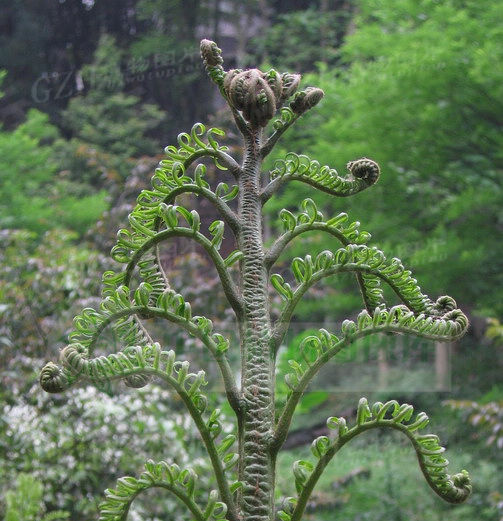 美丽观音座莲 (植物)