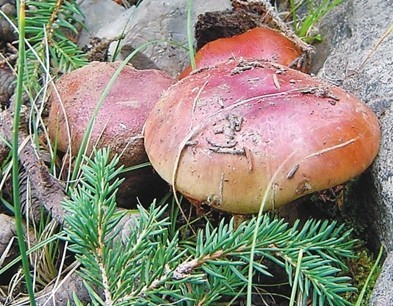 贺兰山蘑菇其他生物相关