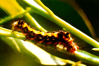 桑树桑毛虫(植物)
