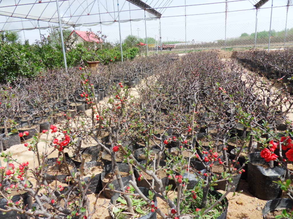 甜茶苗(植物)_技点百科