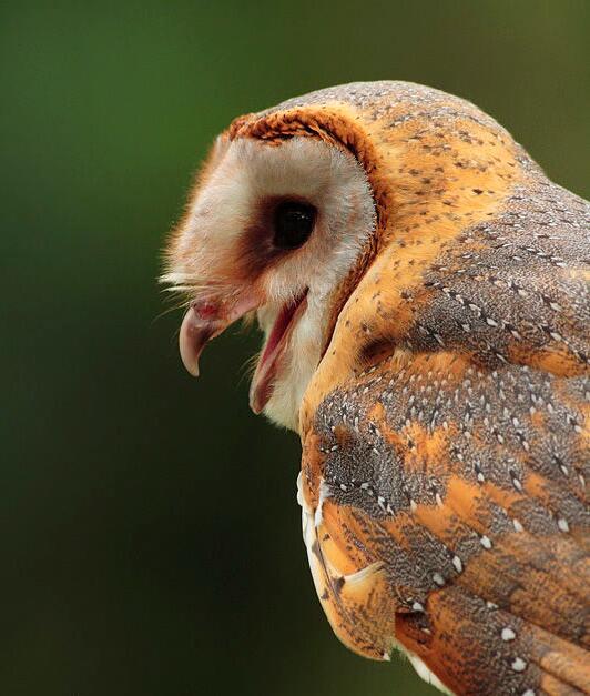 仓鸮云南亚种(动物)