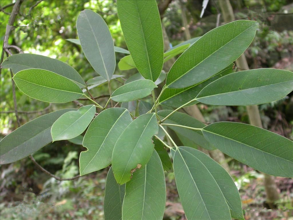 显脉虎皮楠(植物)_技点百科