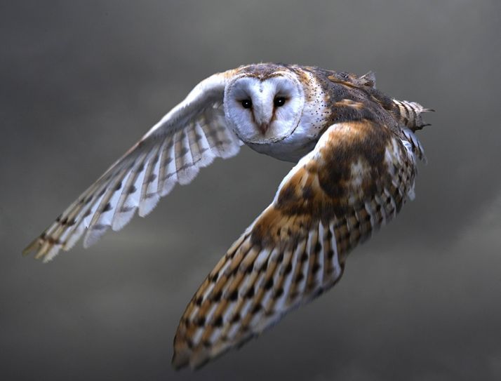 仓鸮汤加岛亚种(其他生物相关)