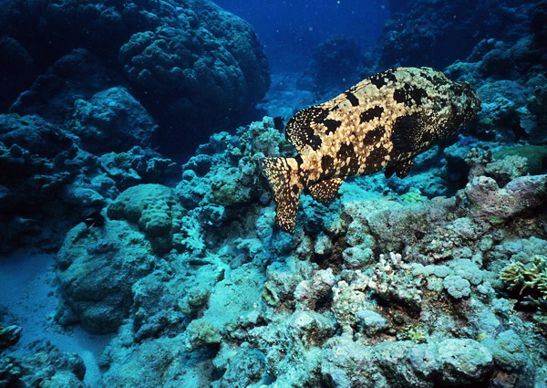 珍珠龙胆石斑鱼(动物)_技点百科