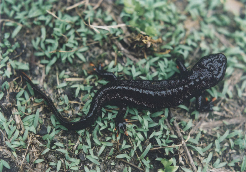 细痣疣螈 (动物)