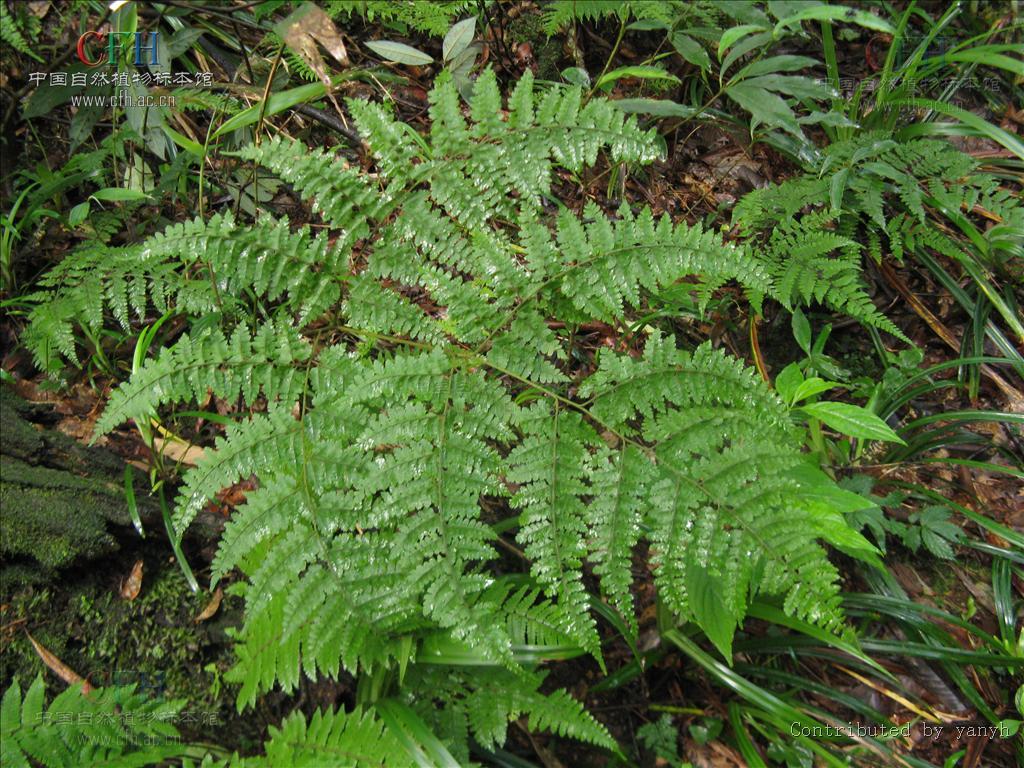毛枝蕨属(植物)