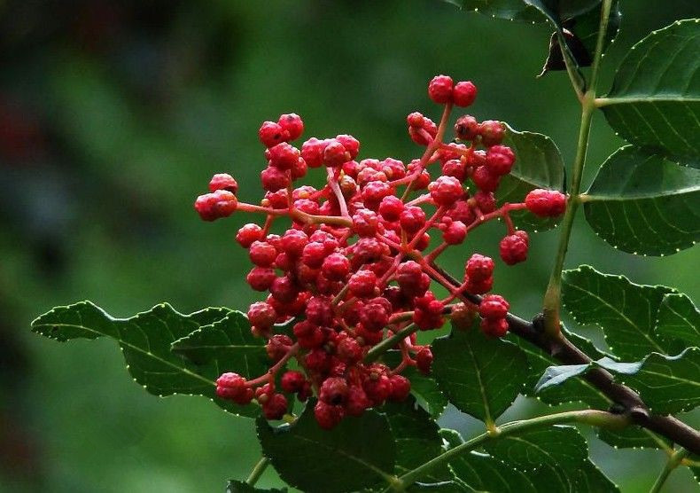 花椒树(植物)花椒树,原名:花椒,别名:檓,大椒,秦