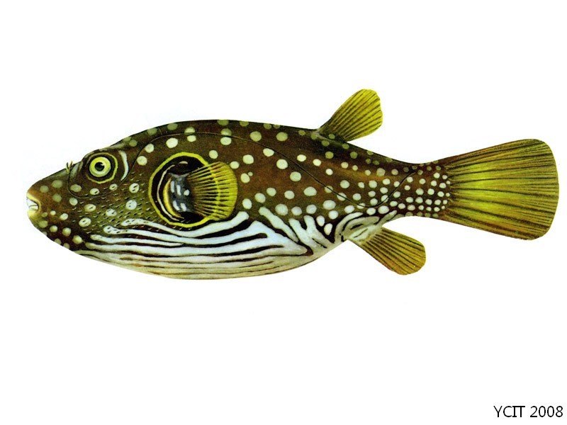 纹腹叉鼻鲀(动物)