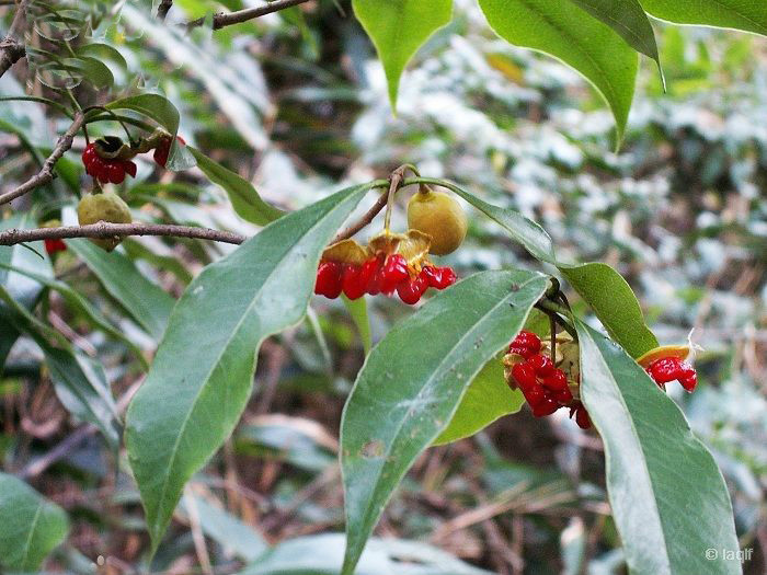 海金子(其他生物相关)
