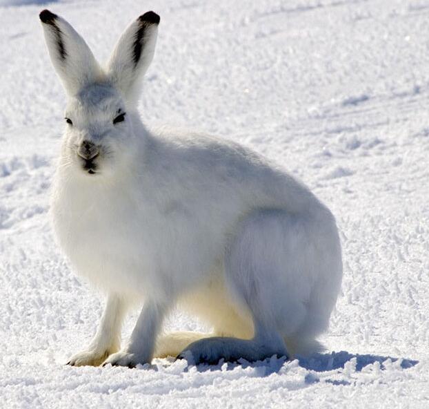 北极兔(动物)