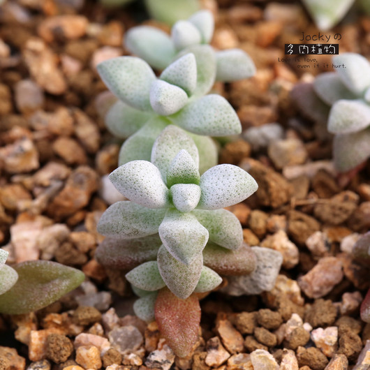 白鹭(植物)白鹭(学名:crassuladeltoidea)属于景天科很小的多肉品种