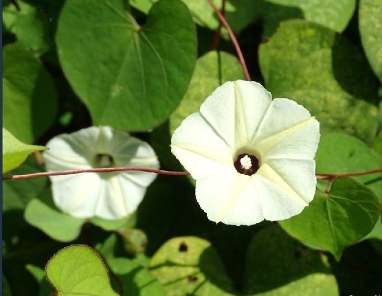 月光花(植物)_技点百科