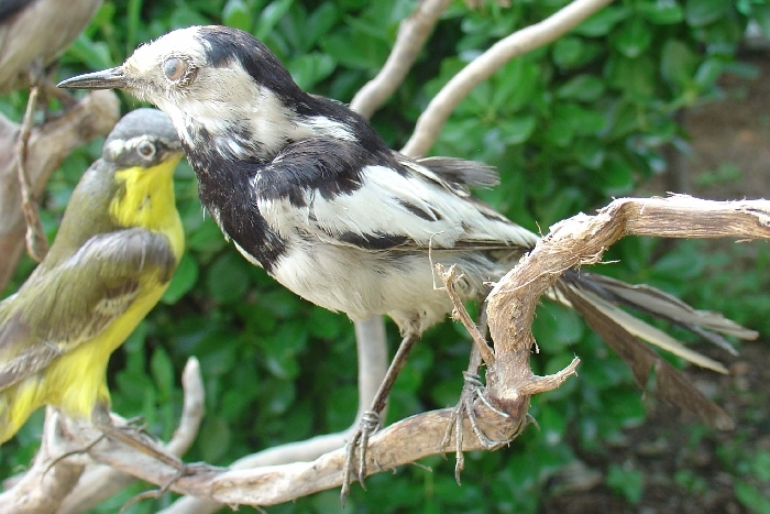 白喉针尾雨燕西南亚种其他生物相关