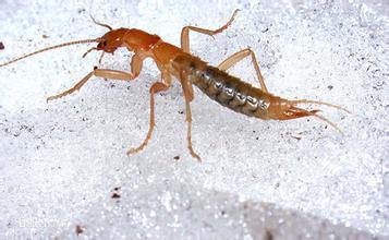 巴塔哥尼亚龙 (动物)