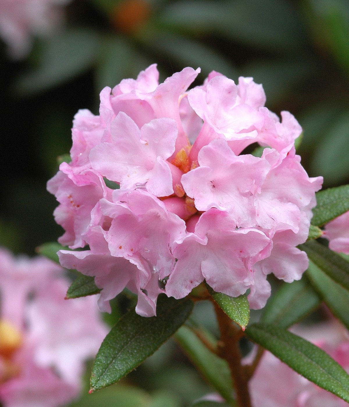 毛嘴杜鹃(植物)