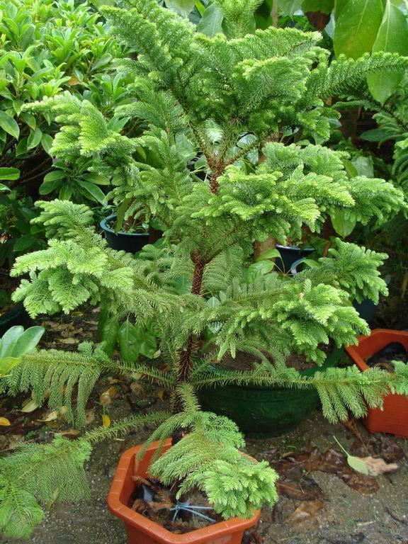 南洋杉属 (植物)