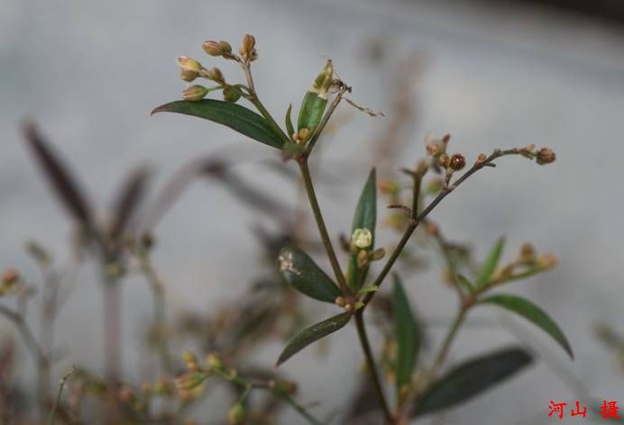 多棱粟米草 (植物)