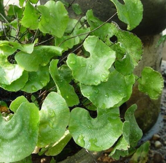 荷叶铁线蕨(植物)