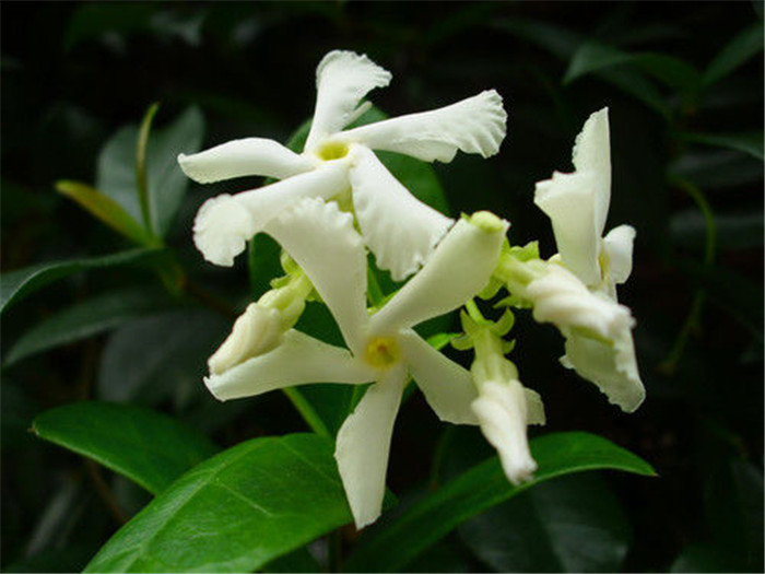 首页 工程苗木 藤蔓类 意大利洛石     是花叶络石常用的繁殖方法.