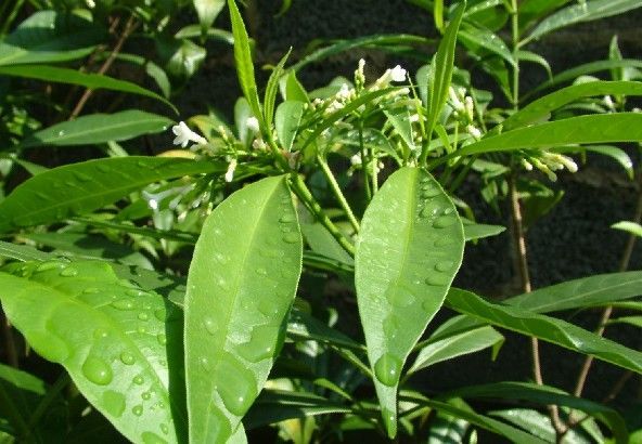 吊羅山蘿芙木(植物)_技點科普_技點網(植物)