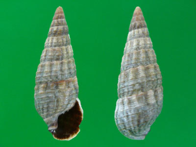 蜷贝壳呈浓褐色或赤褐色,螺塔尖,壳表面平滑,壳高约2公分.