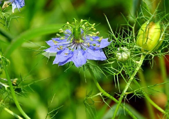 腺毛黑种草植物