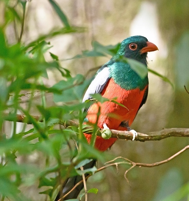 铜尾美洲咬鹃(动物)脊索动物门,鸟纲,咬鹃目,咬鹃科,咬鹃属,分布于