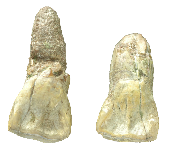 元谋人之齿(文化遗产)元谋人牙齿化石是1965年"五一"节在云南元谋县上